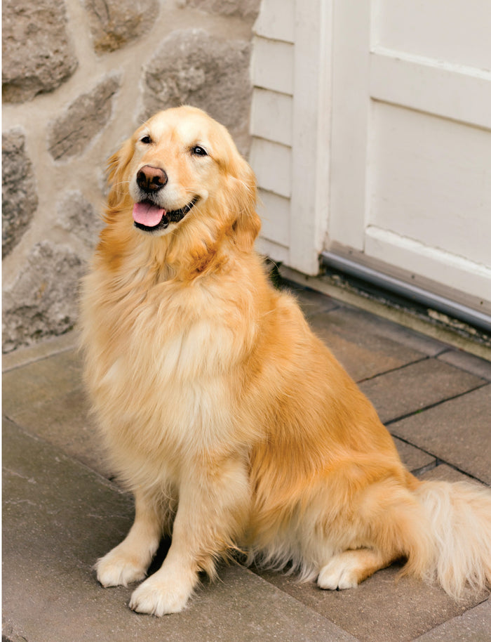 Je protège mon chien - Guide pratique pour mieux comprendre la santé et mon animal