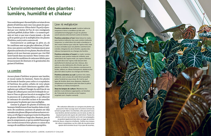 Le guide de la multiplication des plantes d'intérieur