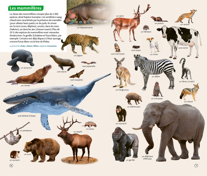 Le Robert Junior poche