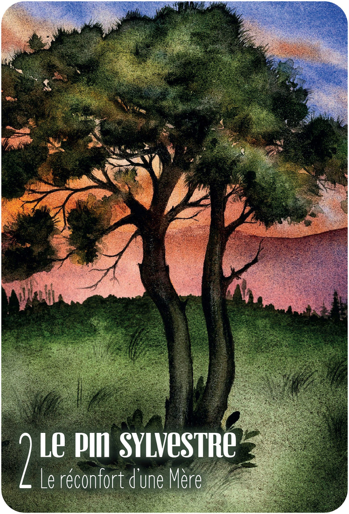 S'ouvrir à l'énergie des arbres