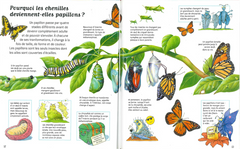 Les insectes - Questions/Réponses - Dès 7 ans