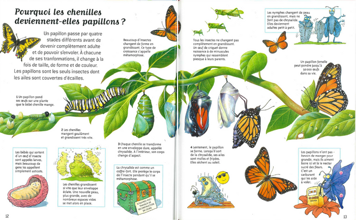 Les insectes - Questions/Réponses - Dès 7 ans