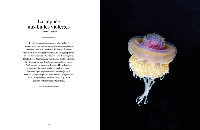 Le monde étrange et fascinant des méduses