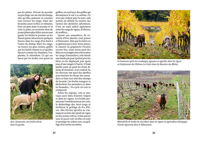 Elever des brebis et des moutons