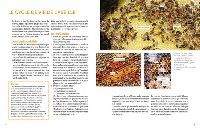 Installer un premier rucher