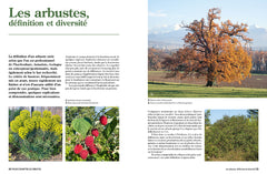 La taille raisonnée des arbustes