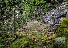 Mystérieuses vieilles forêts - Un voyage immersif au coeur des écosystèmes préservés