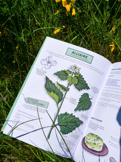 Reconnaître et cuisiner les plantes sauvages