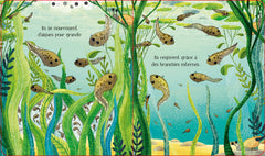 La grenouille - Le cycle de la vie