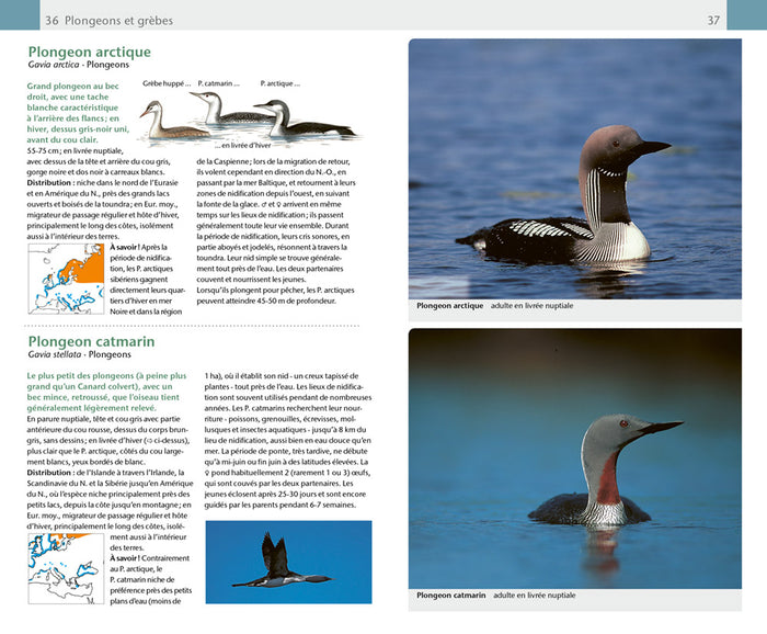 Oiseaux. 420 espèces