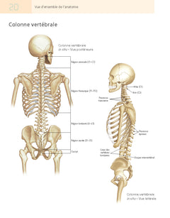 Pilates et anatomie