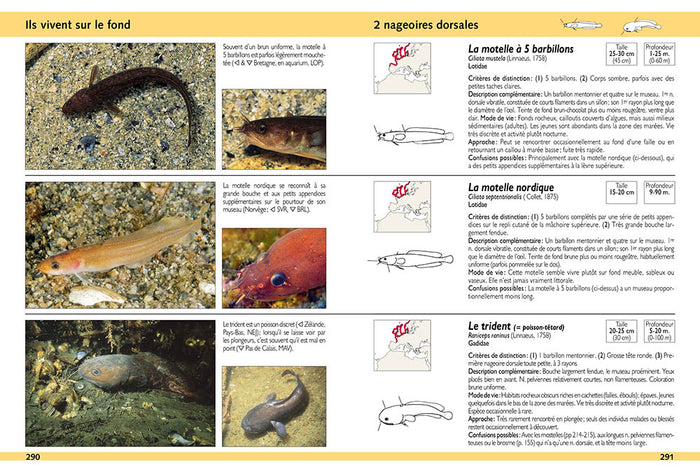 Guide d'identification des poissons marins - Europe et Méditerranée