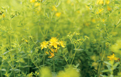 Les bonnes plantes - Une approche moderne de l'herboristerie