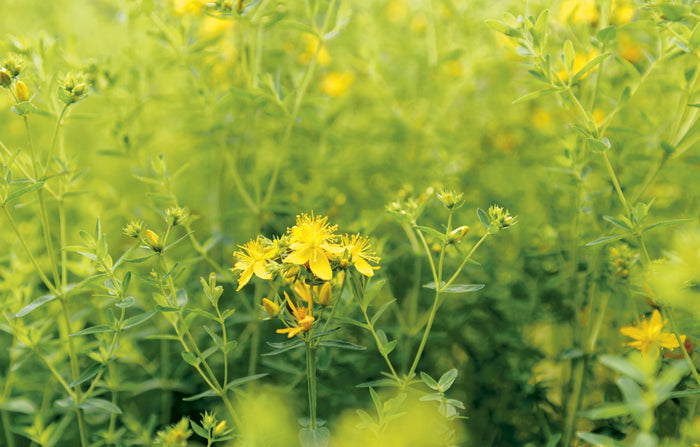 Les bonnes plantes - Une approche moderne de l'herboristerie