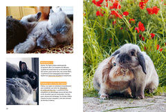 Pourquoi mon lapin fait-il ça ?