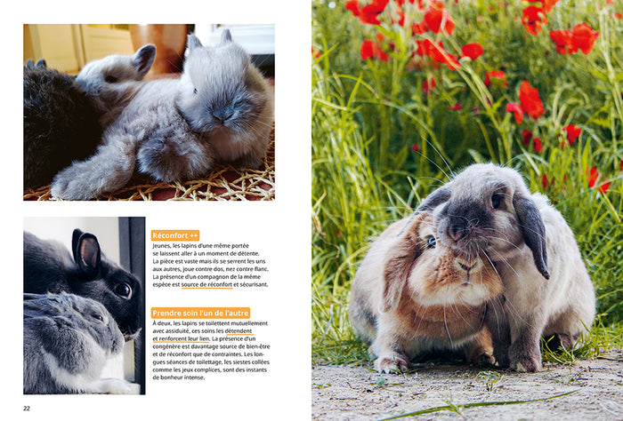Pourquoi mon lapin fait-il ça ?