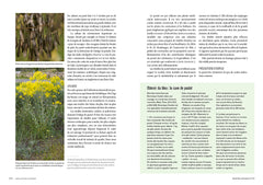 Le chemin des herbes