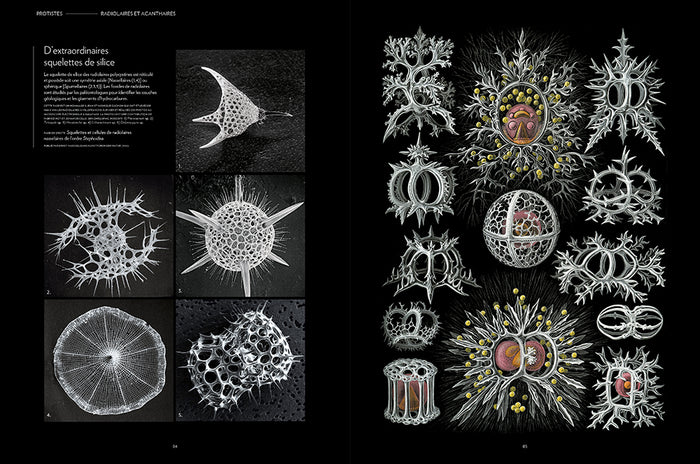 Plancton - Aux origines du vivant