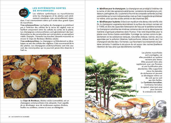Les Carnets du Scarabée - Champignons