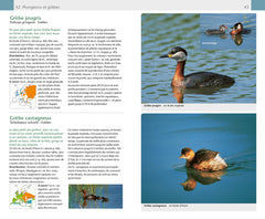 Oiseaux. 420 espèces