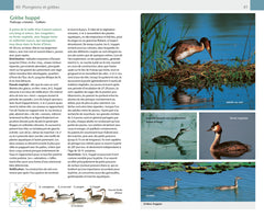 Oiseaux. 420 espèces