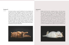 Semainier 2025 - Chats mignons