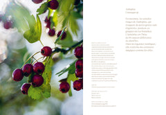 Chips de dahlias & Muffins aux coquelicots