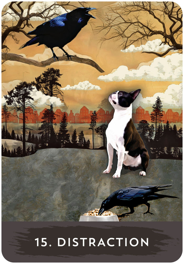 Coffret Oracle du corbeau