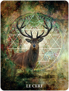 60 cartes de communication animale