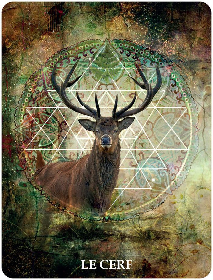 60 cartes de communication animale