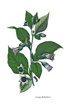La Mort par les plantes