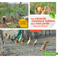 Des canards coureurs indiens dans mon jardin