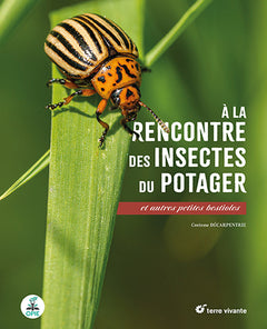 A la rencontre des insectes du potager