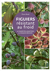 Figuiers résistant au froid - 44 variétés adaptées à chaque région