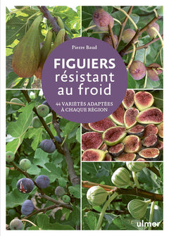 Figuiers résistant au froid - 44 variétés adaptées à chaque région