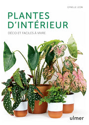 Plantes d'intérieur - Déco et faciles à vivre
