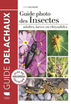 Guide photo des insectes: Adultes, larves ou chrysalides