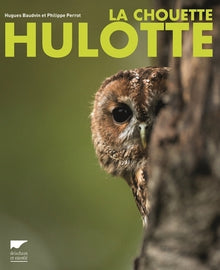 La Chouette hulotte