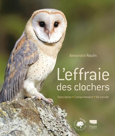 L'effraie des clochers
