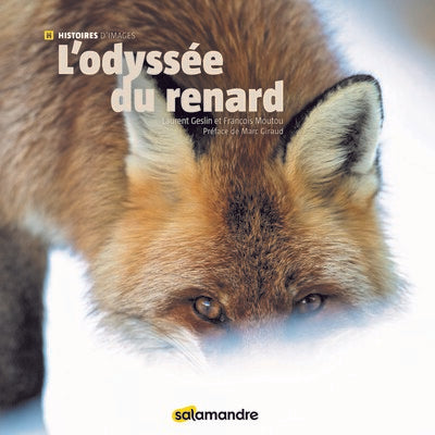 l'odyssée du renard