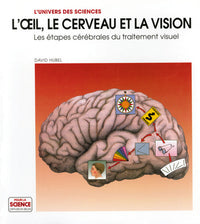 L'oeil, le cerveau, la vision