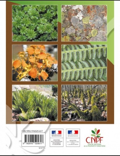 Les mousses, les lichens et les fougères, ces méconnus essentiels à la forêt