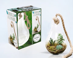 Coffret Ampoule terrarium
