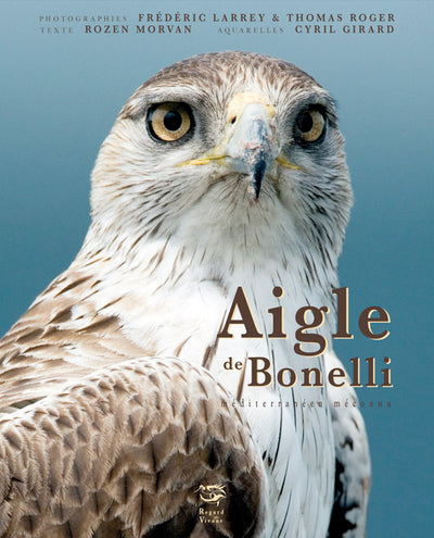 Aigle de Bonelli - Méditerranéen méconnu