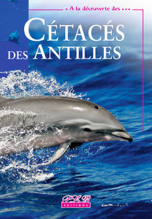 Cétacés des Antilles