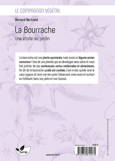 La Bourrache - Une étoile au jardin