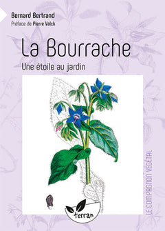La Bourrache - Une étoile au jardin