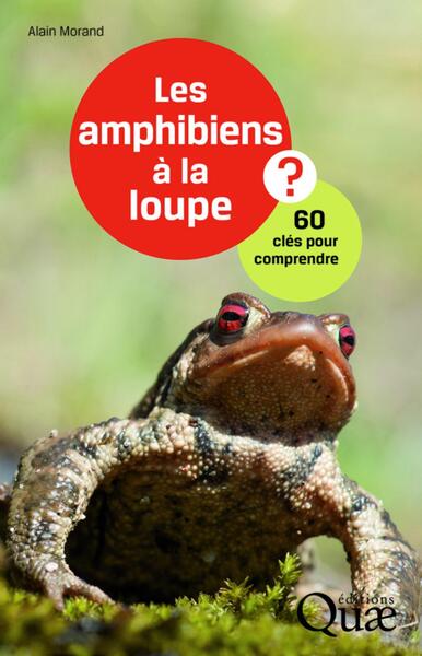 Les amphibiens à la loupe ?