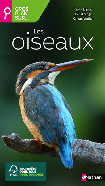 Gros plan sur les oiseaux