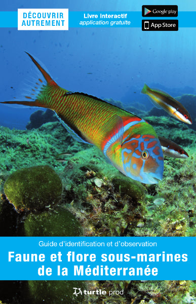 Faune et flore sous-marines de la Méditerranée